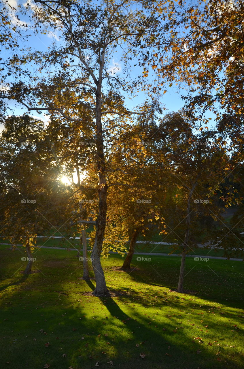 The autumnal sun is peeking from behind the trees in a park, a couple of hours before sunset creating a magical moment. 