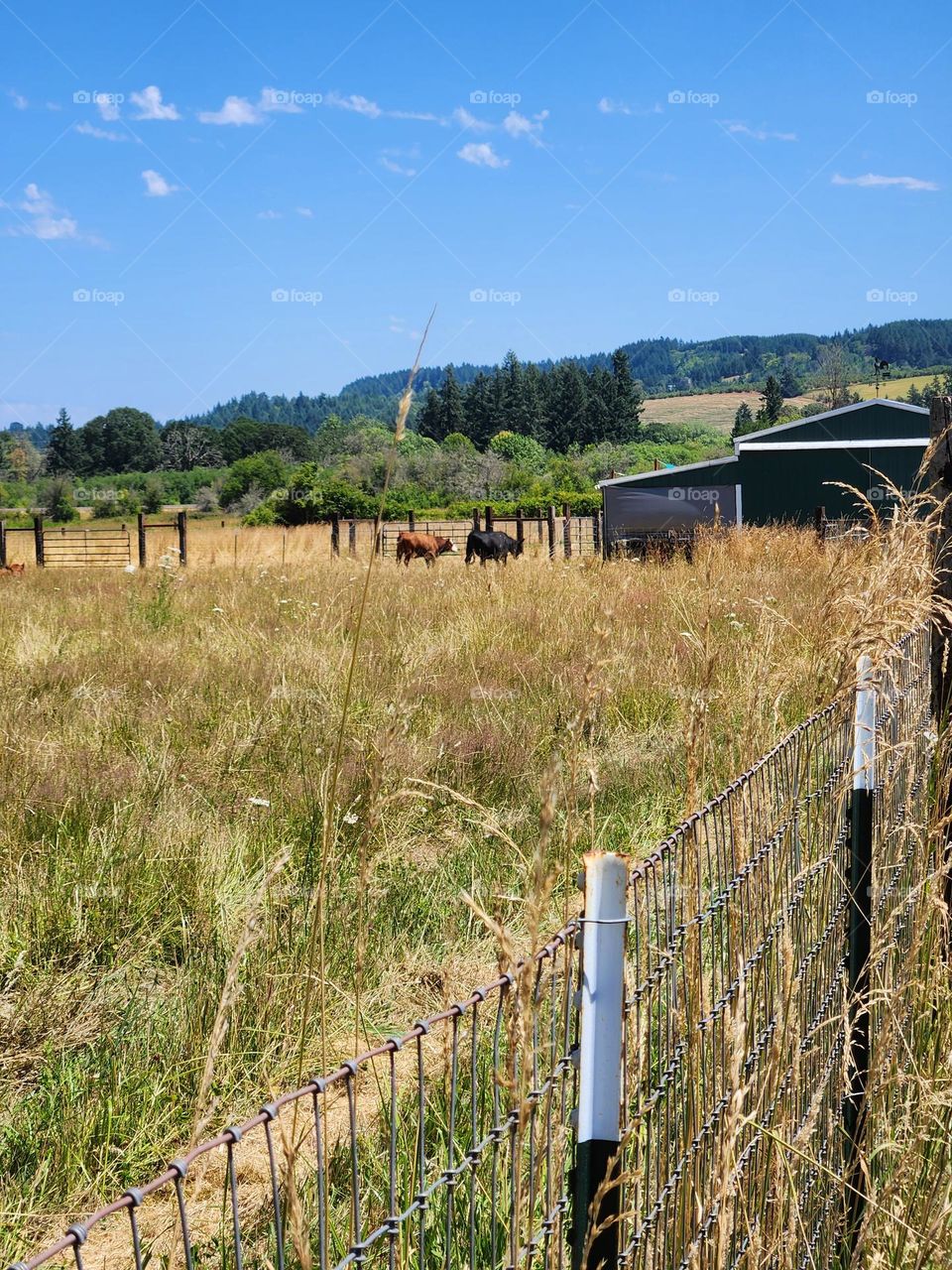 fenced in cow pen with two cows grazing in  a field by a barn on a farm in the Oregon countryside