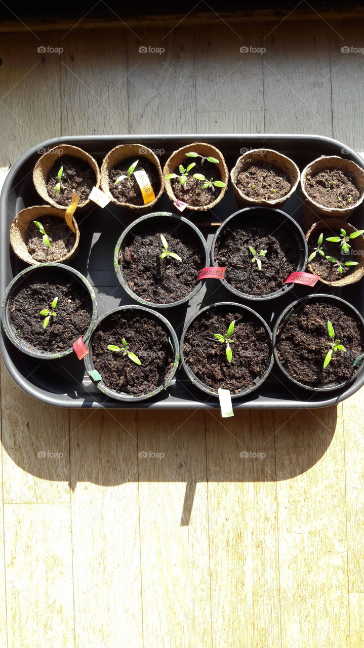 young growing vegetable seedlings