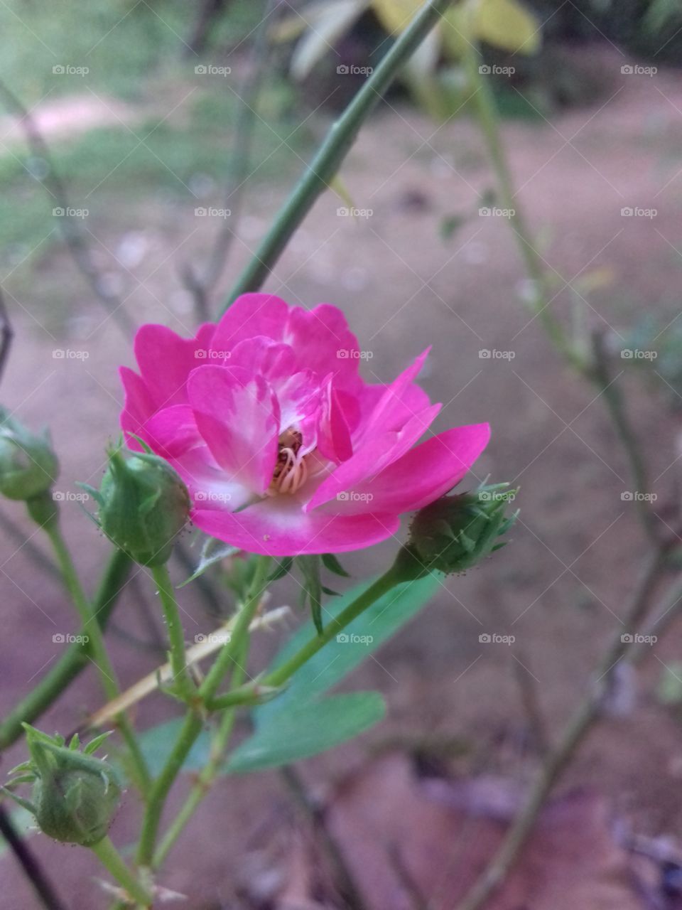 baby rose flower with baby buds