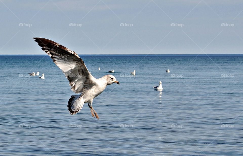 Bird, Seagulls, Water, Sea, No Person