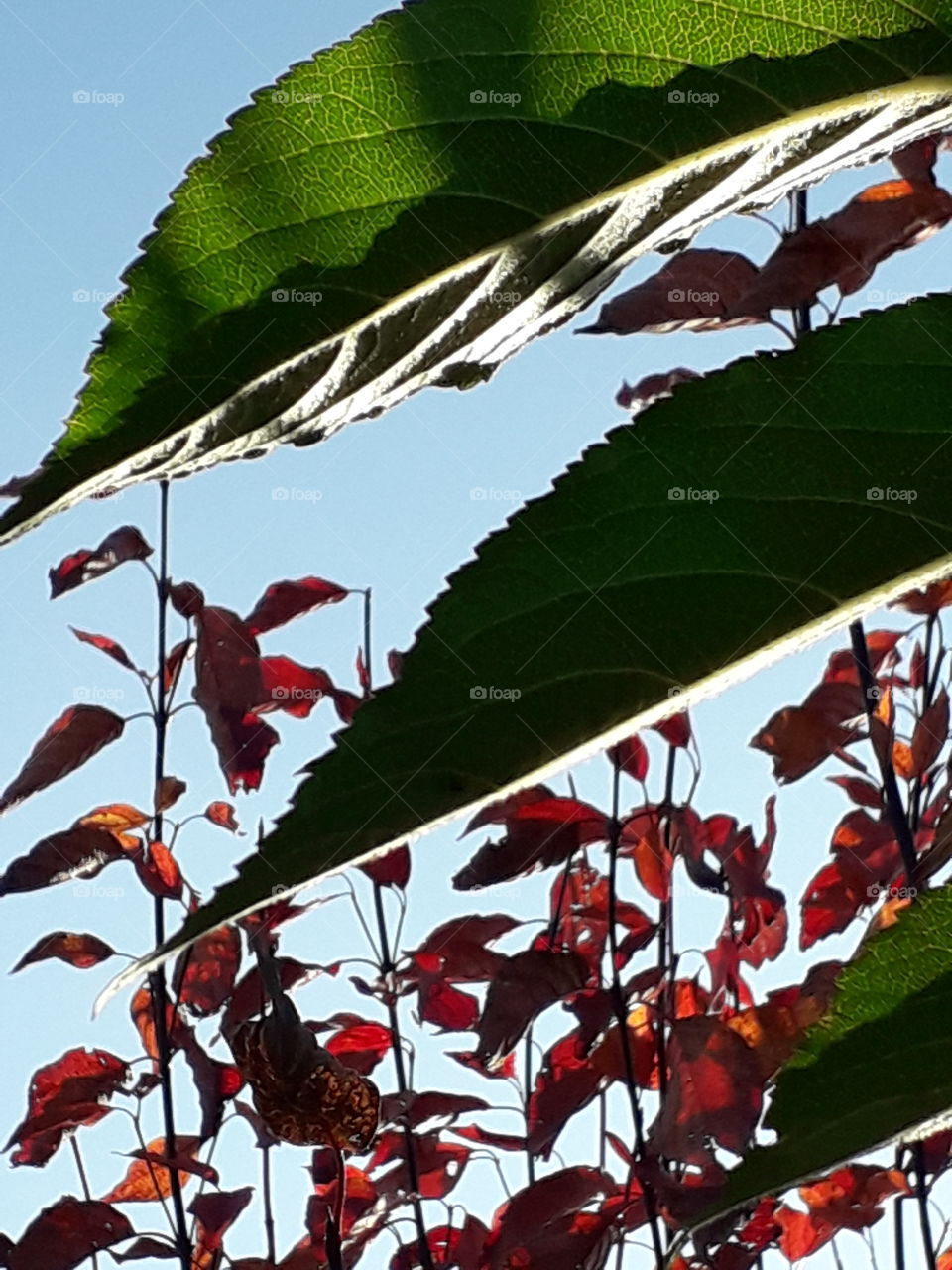 sunlit leaves of dogwood and cherry green on front and red in the background