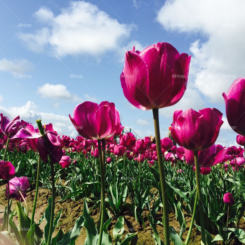 Magenta tulip field on a sunny spring day