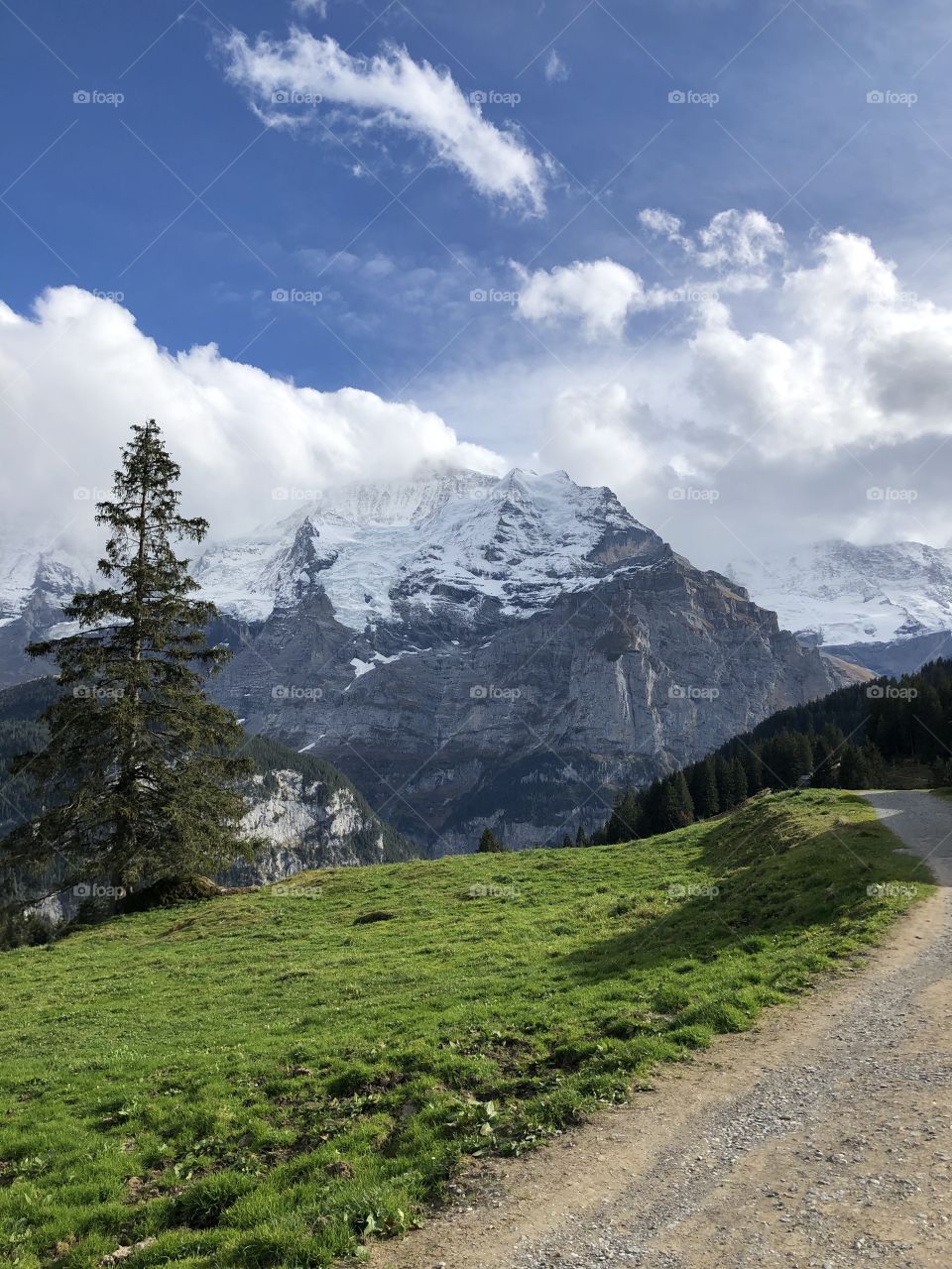 Evergreen Tree and Snowcapped Mountains
