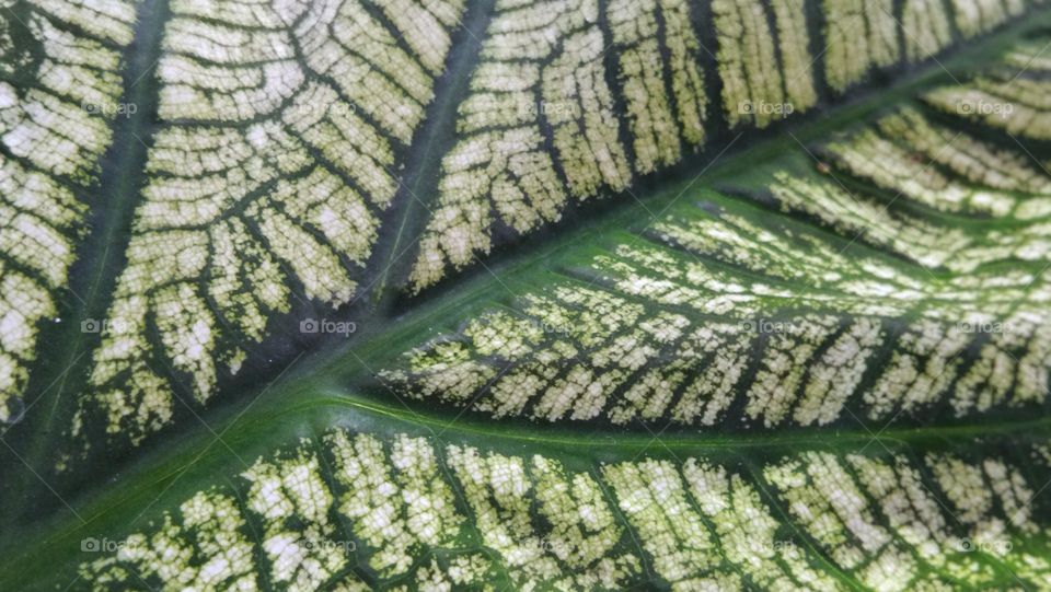 natural abstract pattern of caladium leaf