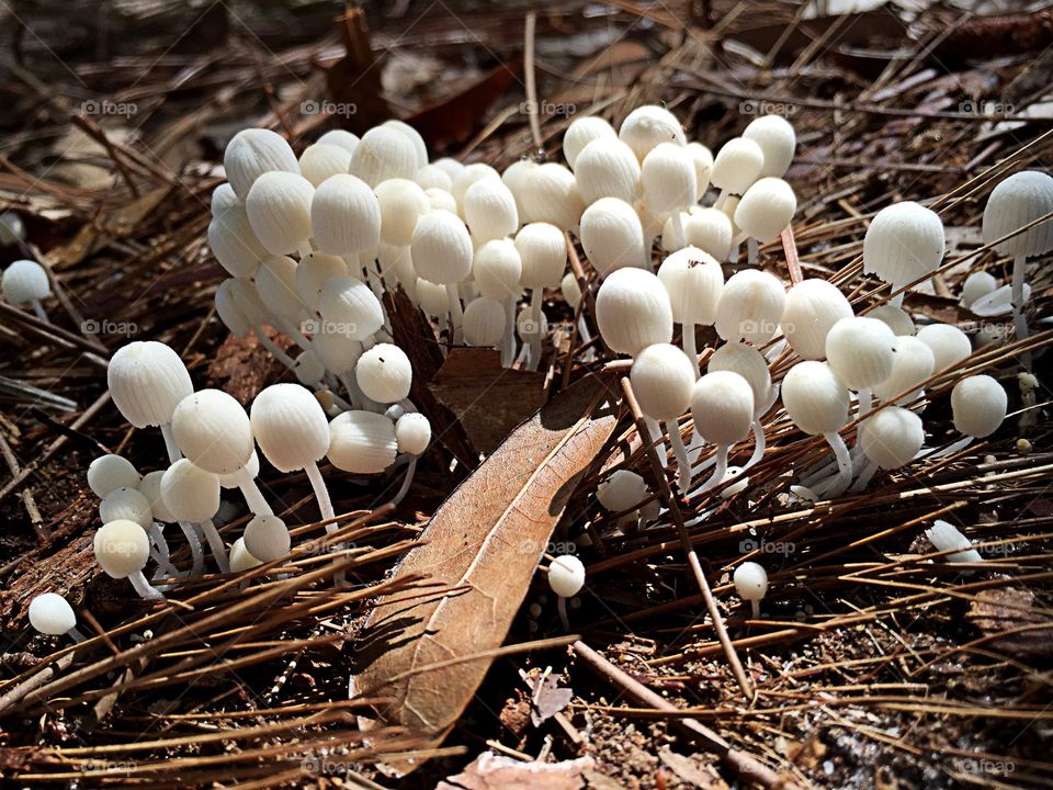 Mushroom forest 