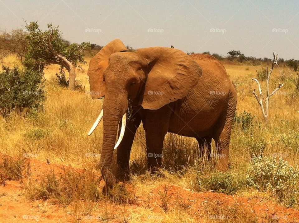Elephant Safari Kenya. Elephant Tsavo West National Park Kenya