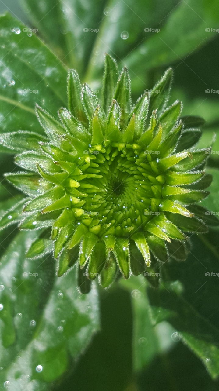 was out watering my garden as sun was rising. This flower is will be in full bloom in a couple of days. i cannot remember the name if flower as I bought a lot of seeds and bulbs and threw them together. It is green now but if blooms into a few colors