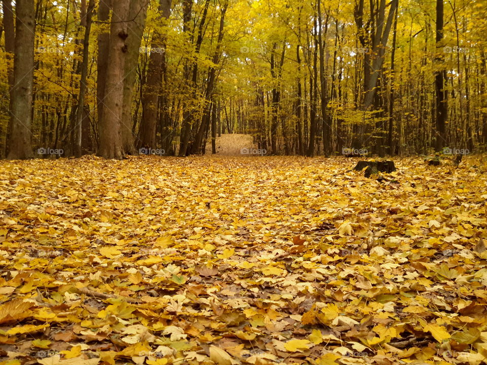 Yellow autumn forest in Poland. Golden autumn.