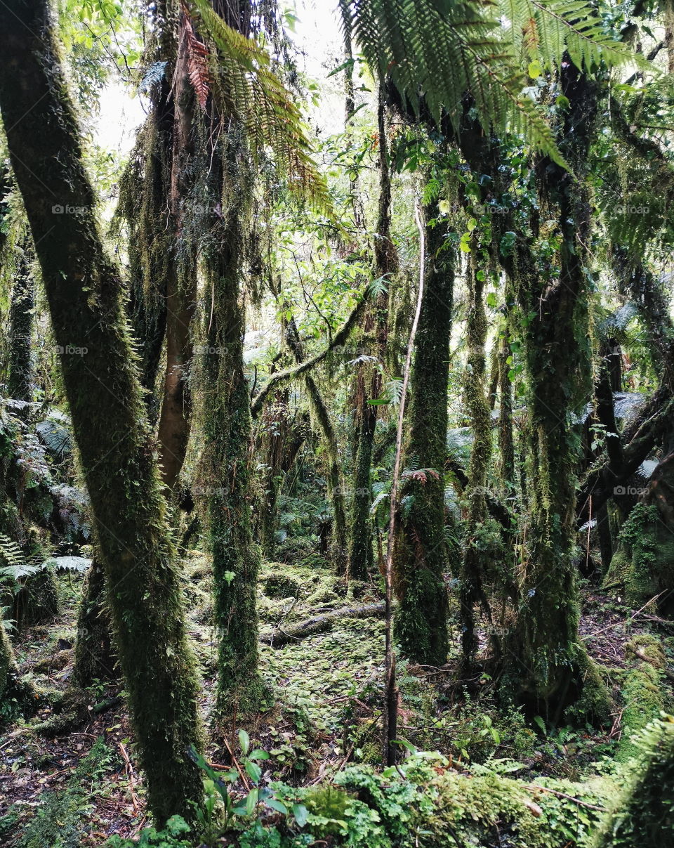 Mossy garden