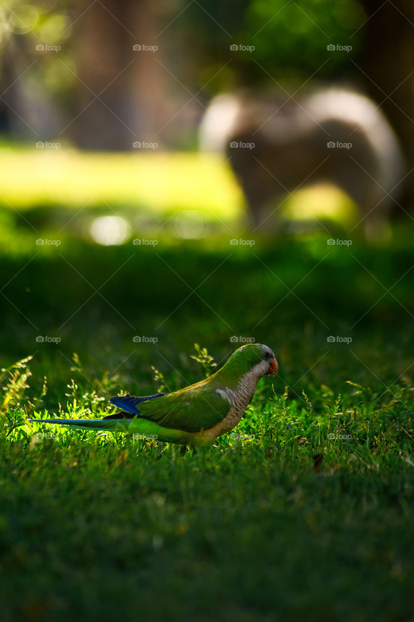 Parrot tricahues in the park