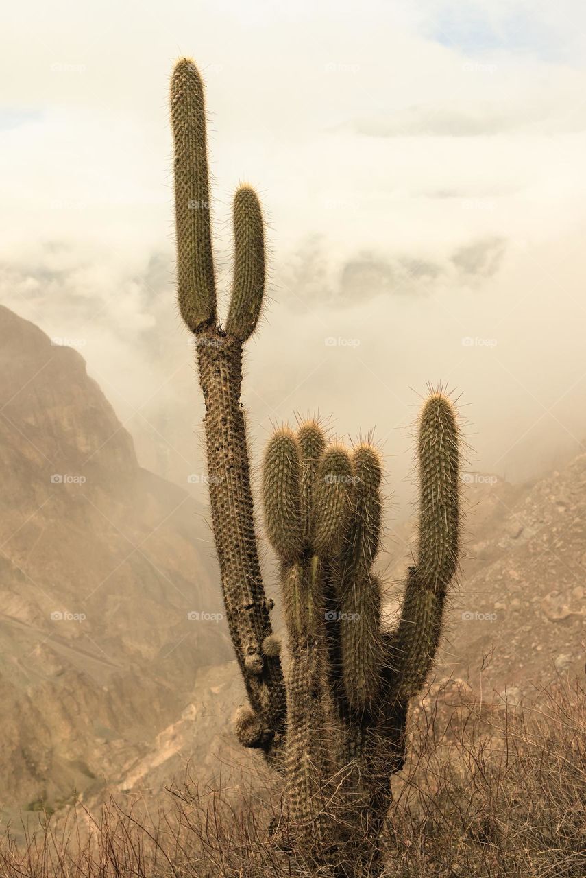 Flora of the Andes. Cactus wild flora. Cactaceae plant in the desert mountains.