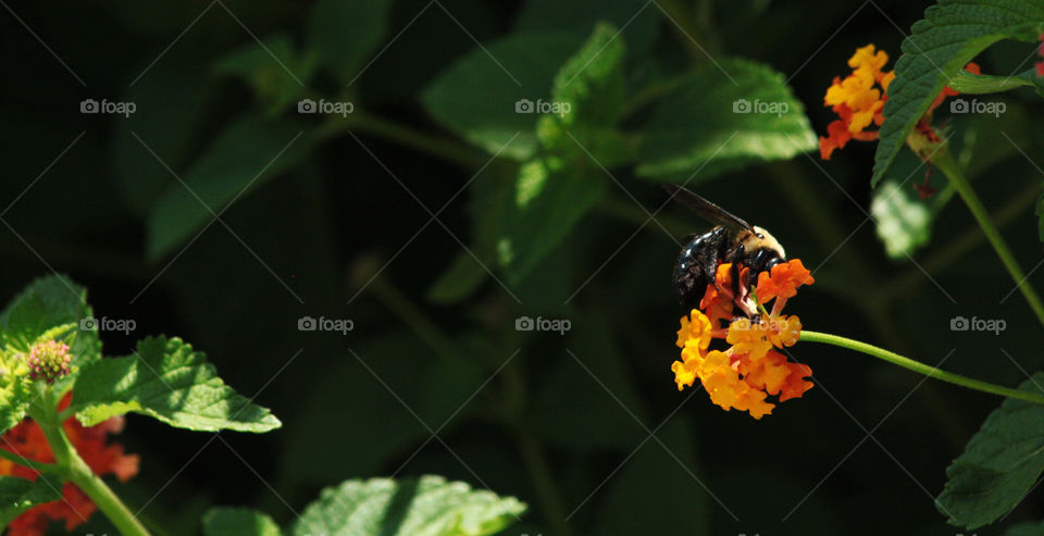 A bee collects nectar from a lantana flower.