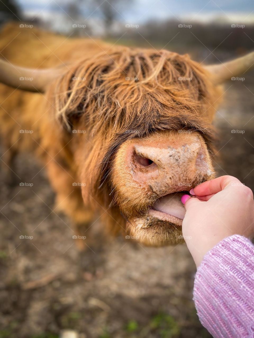 Orange highland cows with horns, feeding animal, feeding cow, farm, farm animals, fluffy cows, agriculture