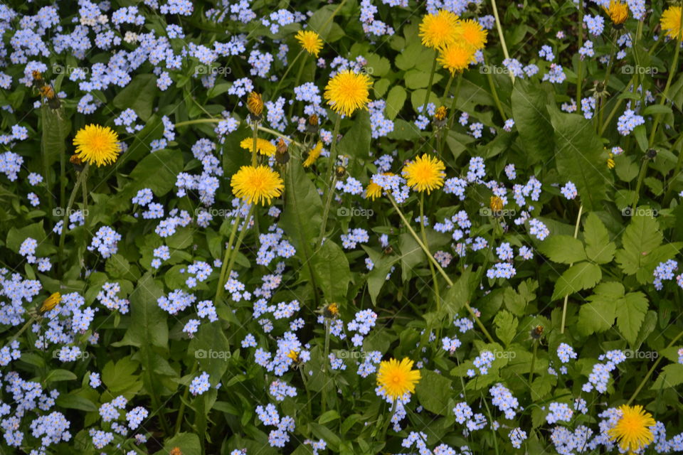 Blue forgetmenots amid a riot of bright yellow dandelions, in the Canadian Rocky Mountains 