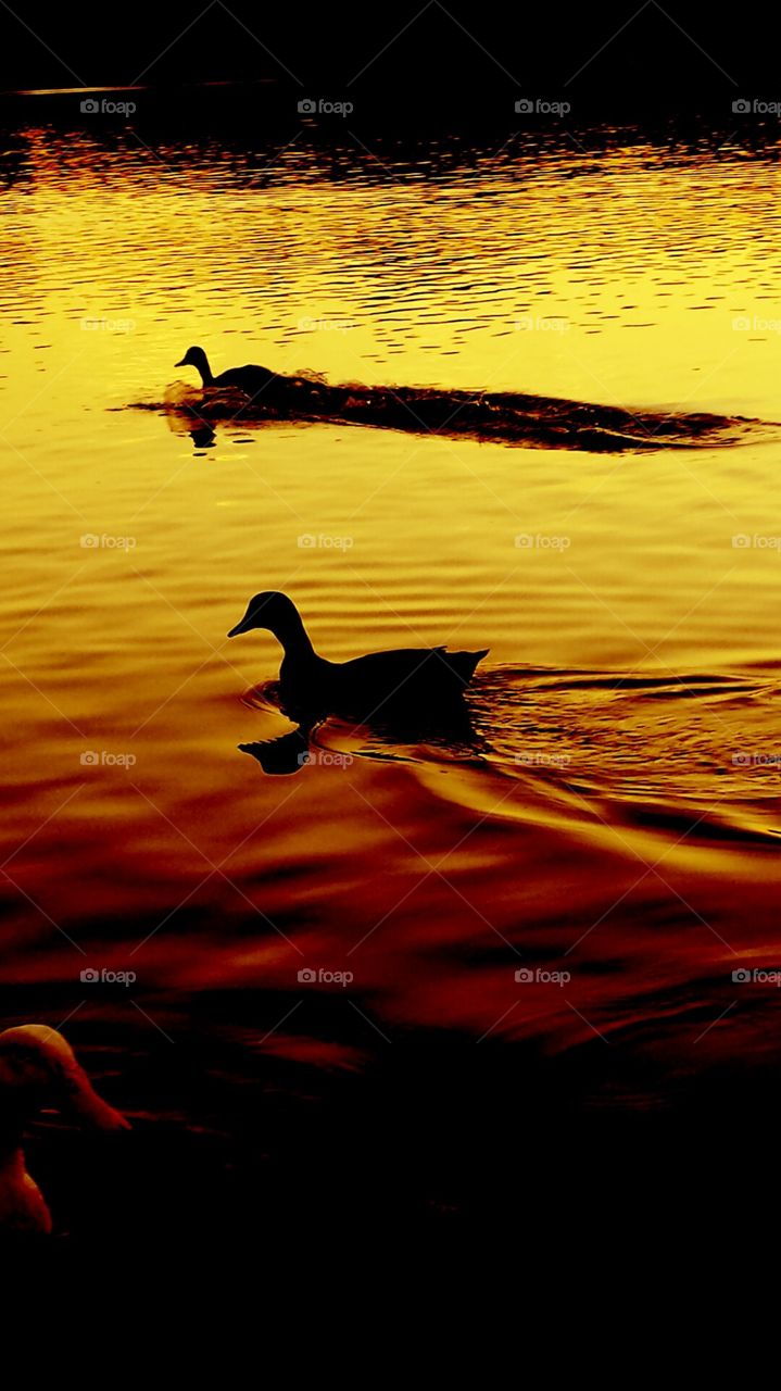 Silhoette of duck in the sunset reflections with white duck photobomber in the shadow