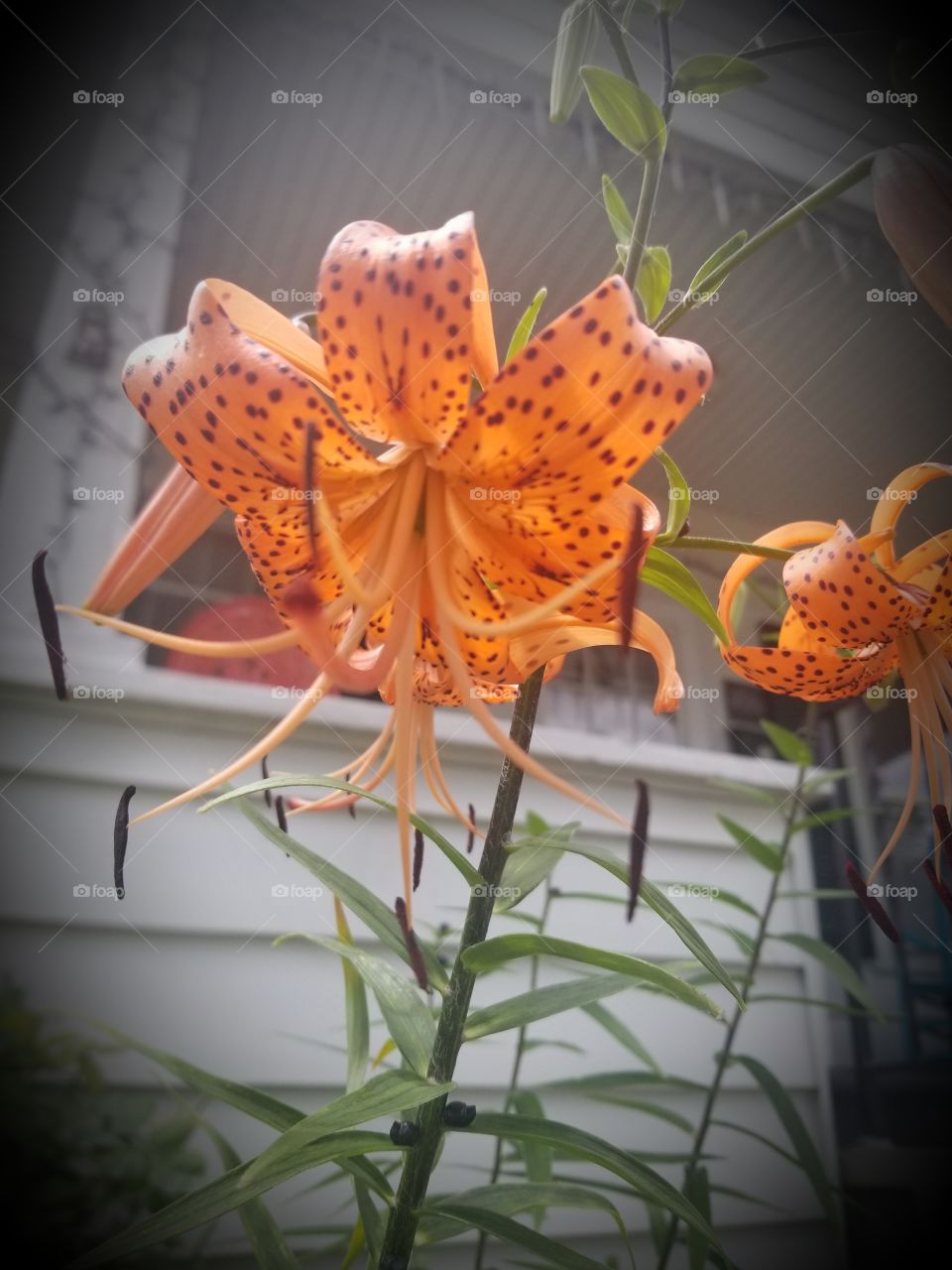 Tiger Lilies