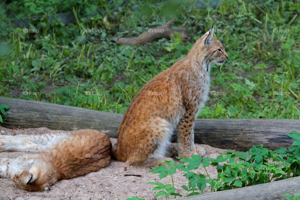 Lynx