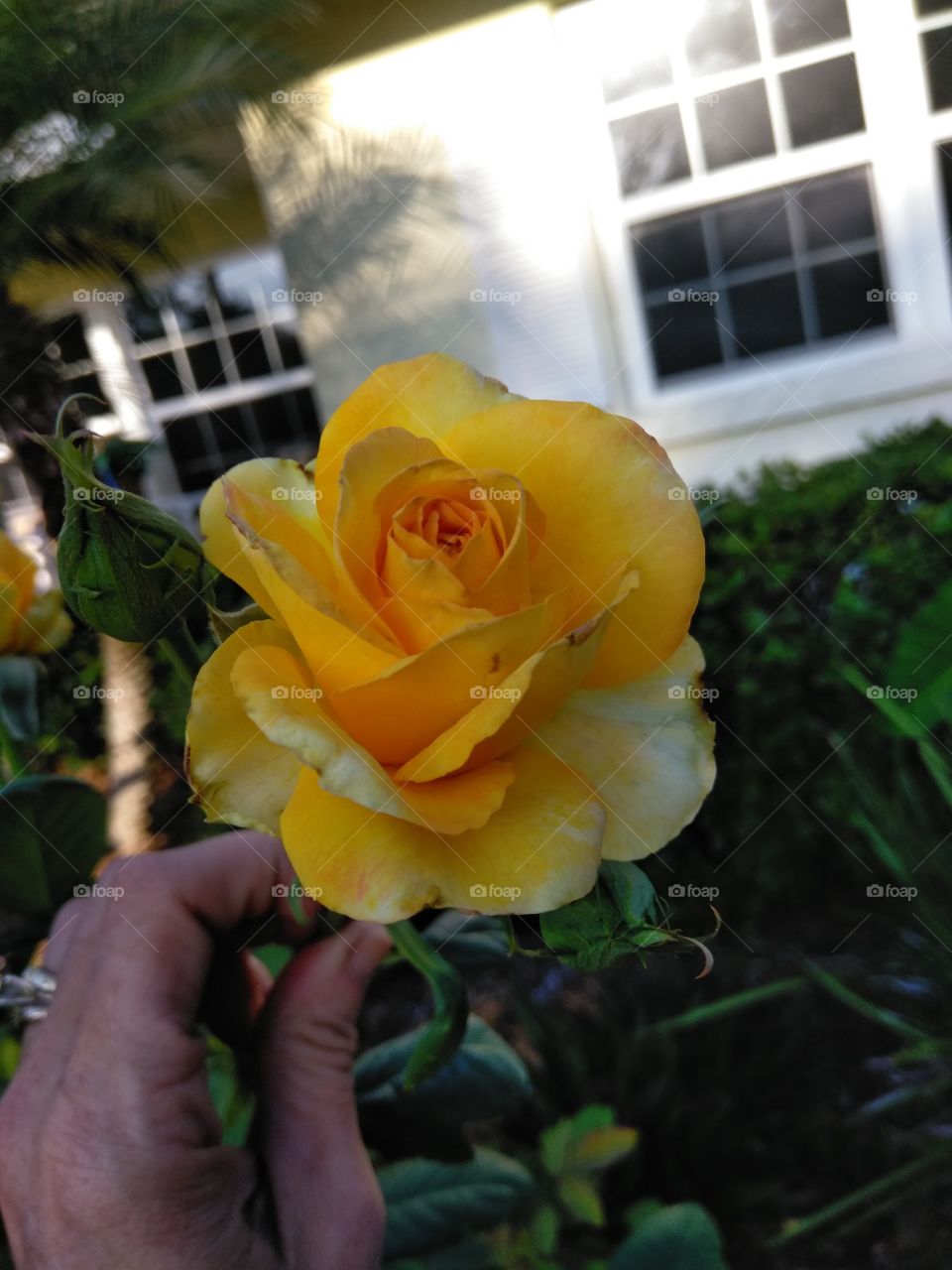 Golden rose blooming