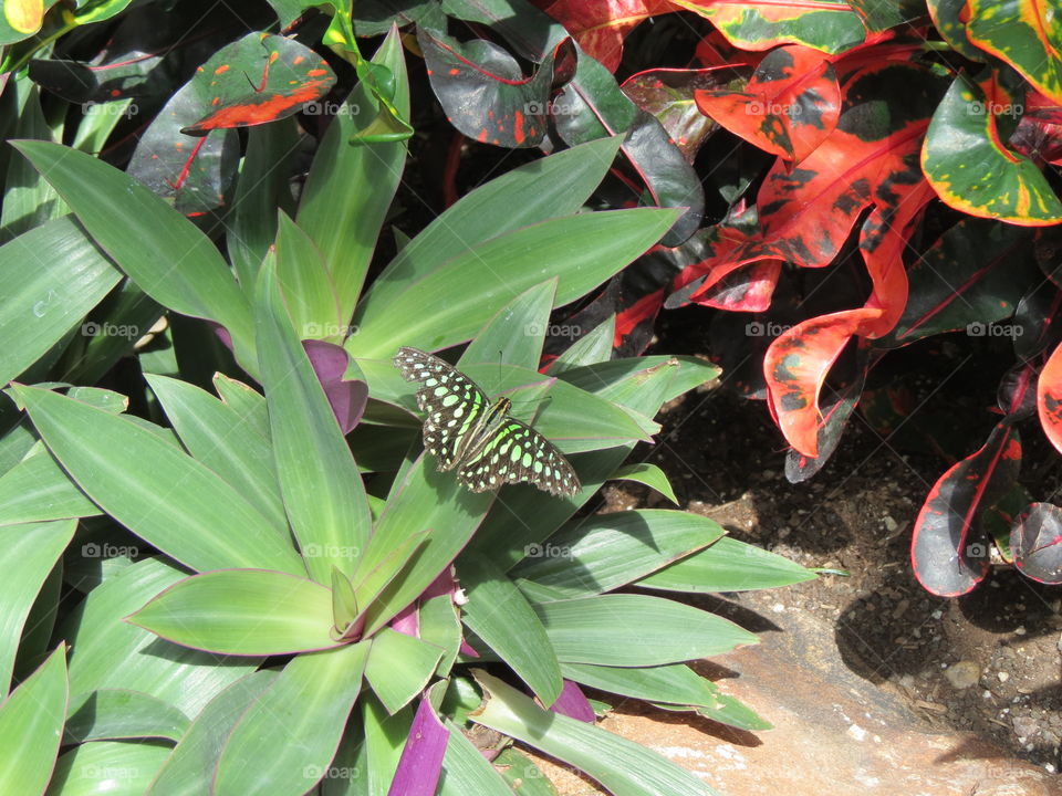 Malachite butterfly on plant.