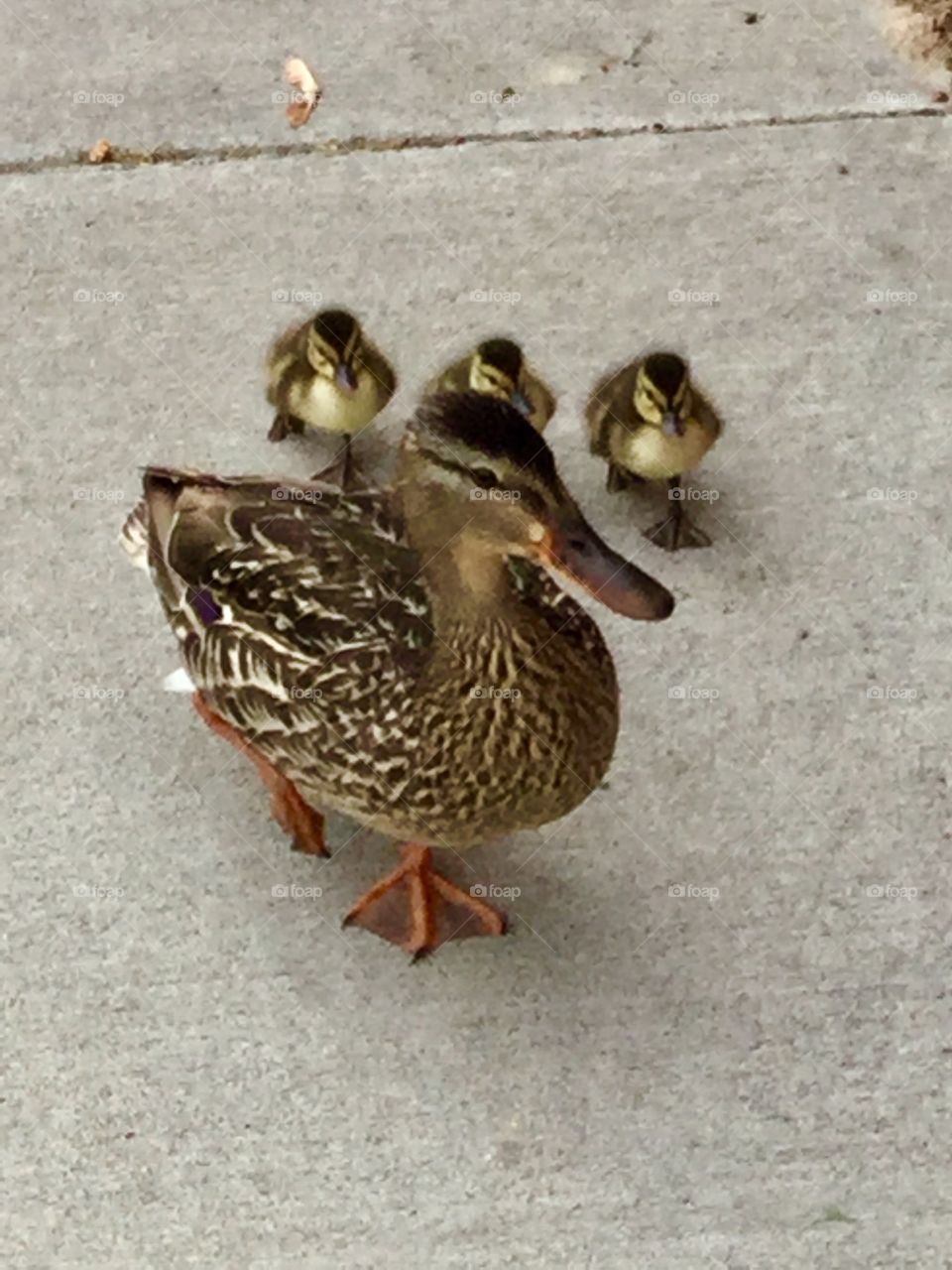 Mama duck and her babies 
