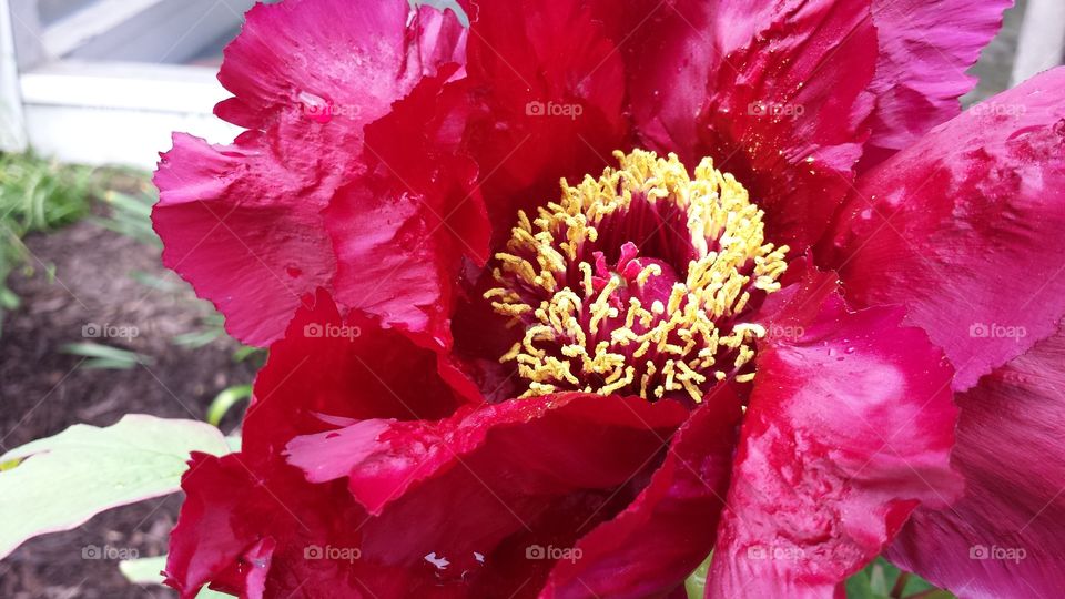 Tree Peony