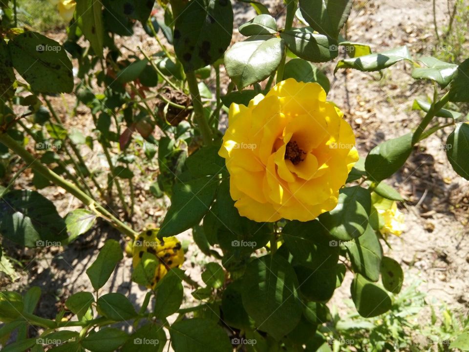 beautiful yellow rose