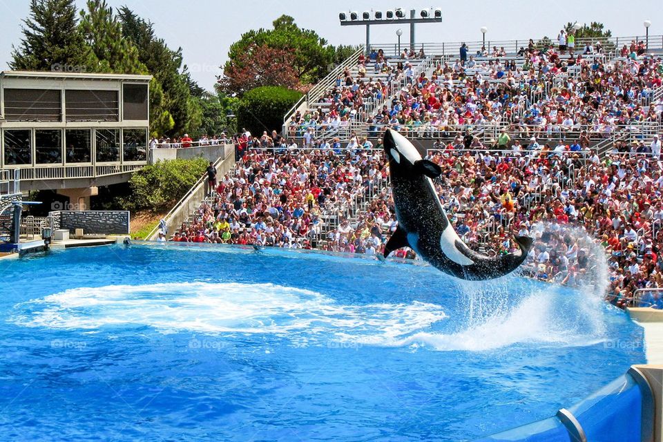 Shamu at sea world