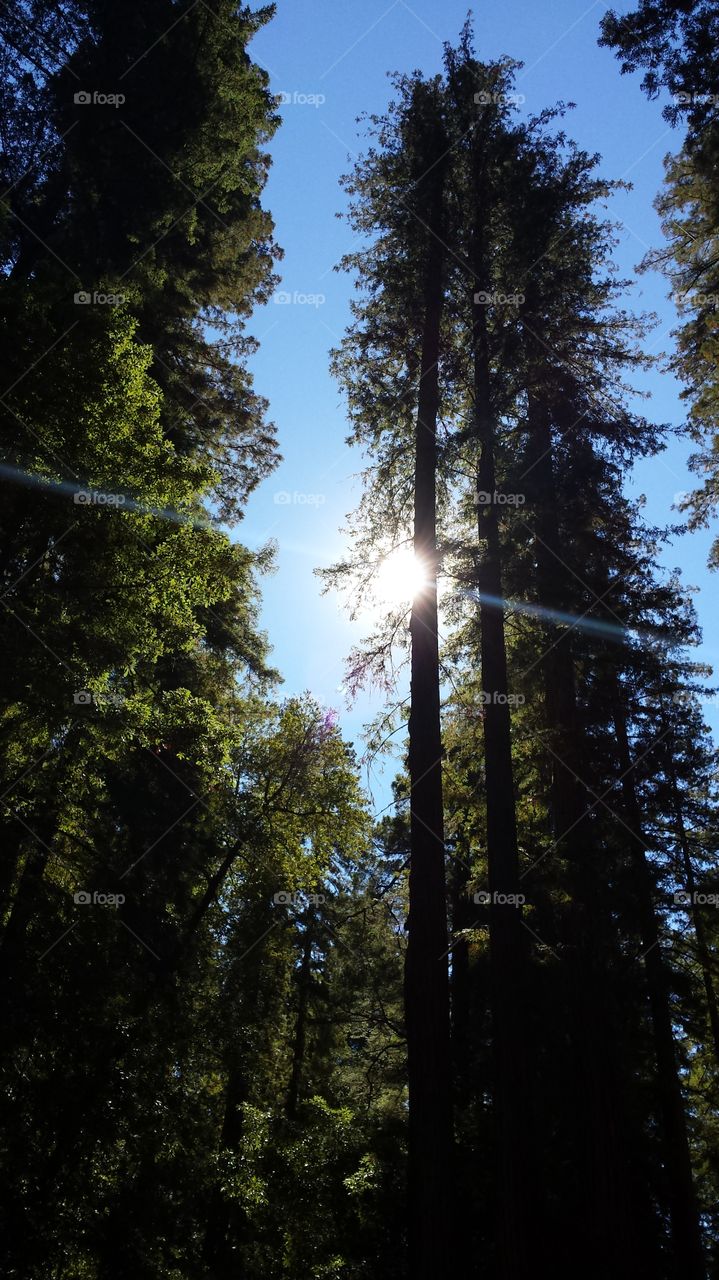 I love the redwoods