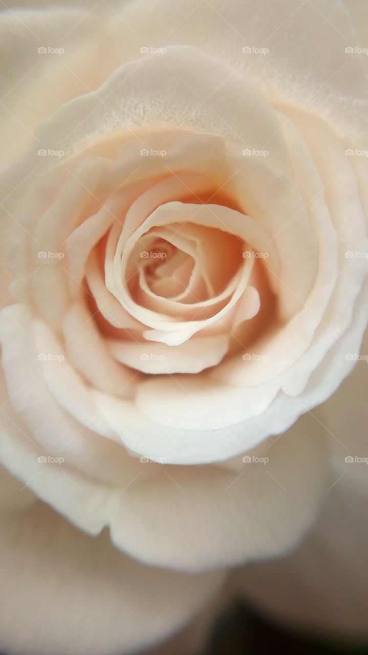 the most beautiful blooming white rose flower close up photo