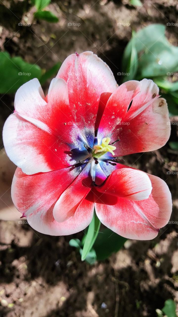 tulip superflowered