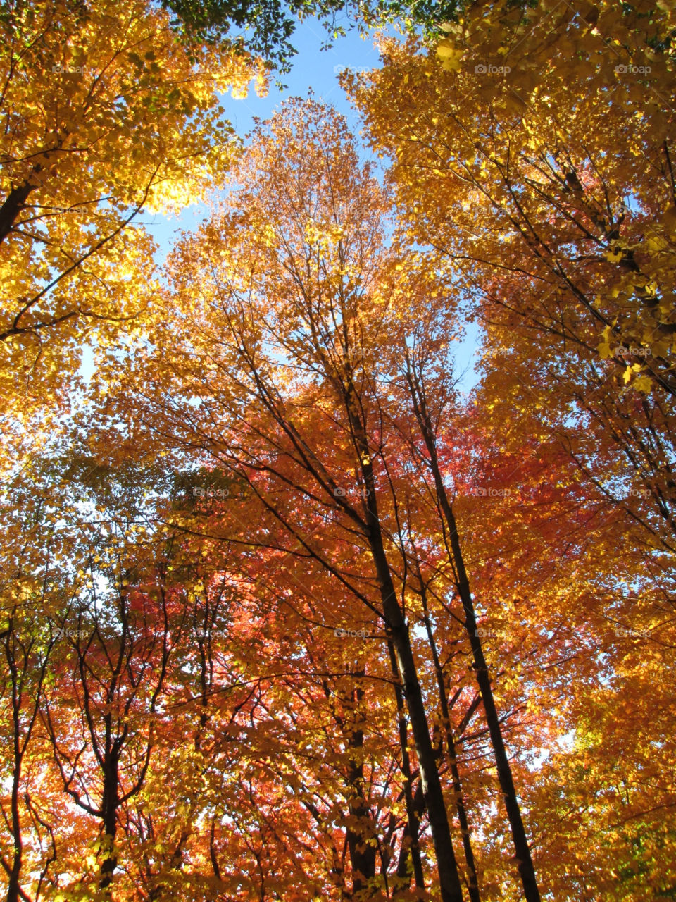 yellow nature orange trees by ashley77
