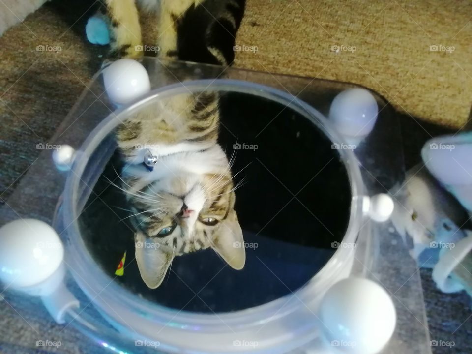 Kitty cat reflection