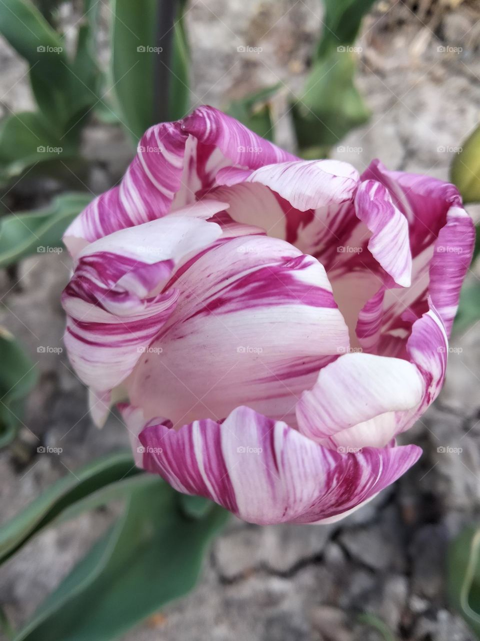 beautiful tender tulip blooms on the field on a sunny day