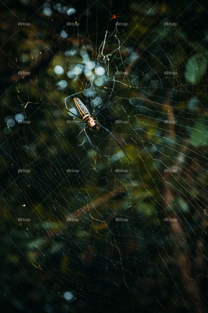 Giant spider of nefil