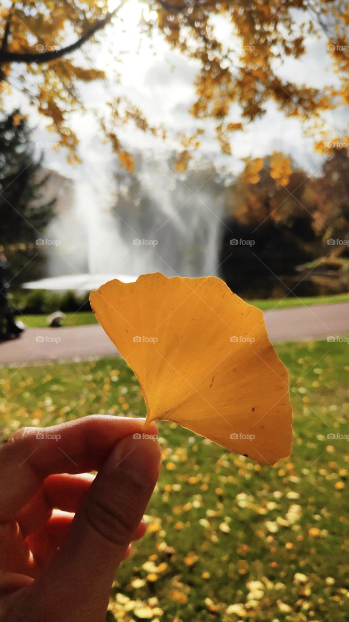 The manifestation of transition and adaptation in nature comes visible in many ways to us, but every single leaf that falls after a shiny summer expresses that life is cyclical and harmonious! Beautiful Autumn, beautiful yellow! 🍁