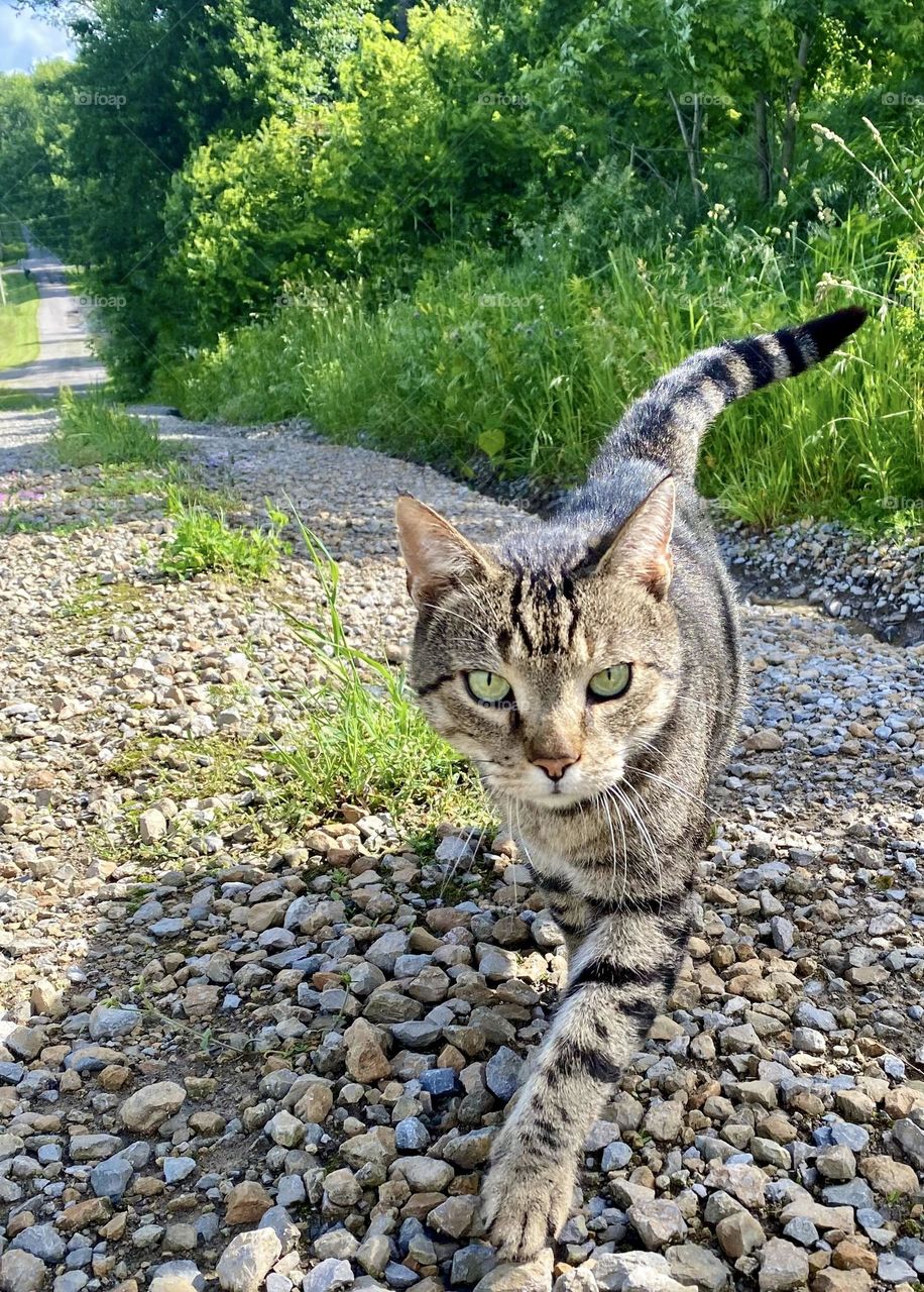 Kitty follows along the hike path