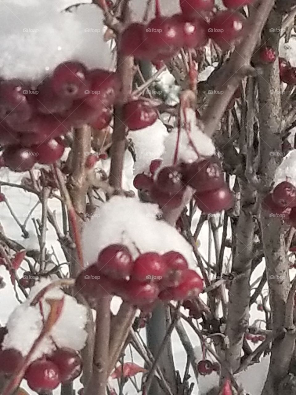 red white and snow
