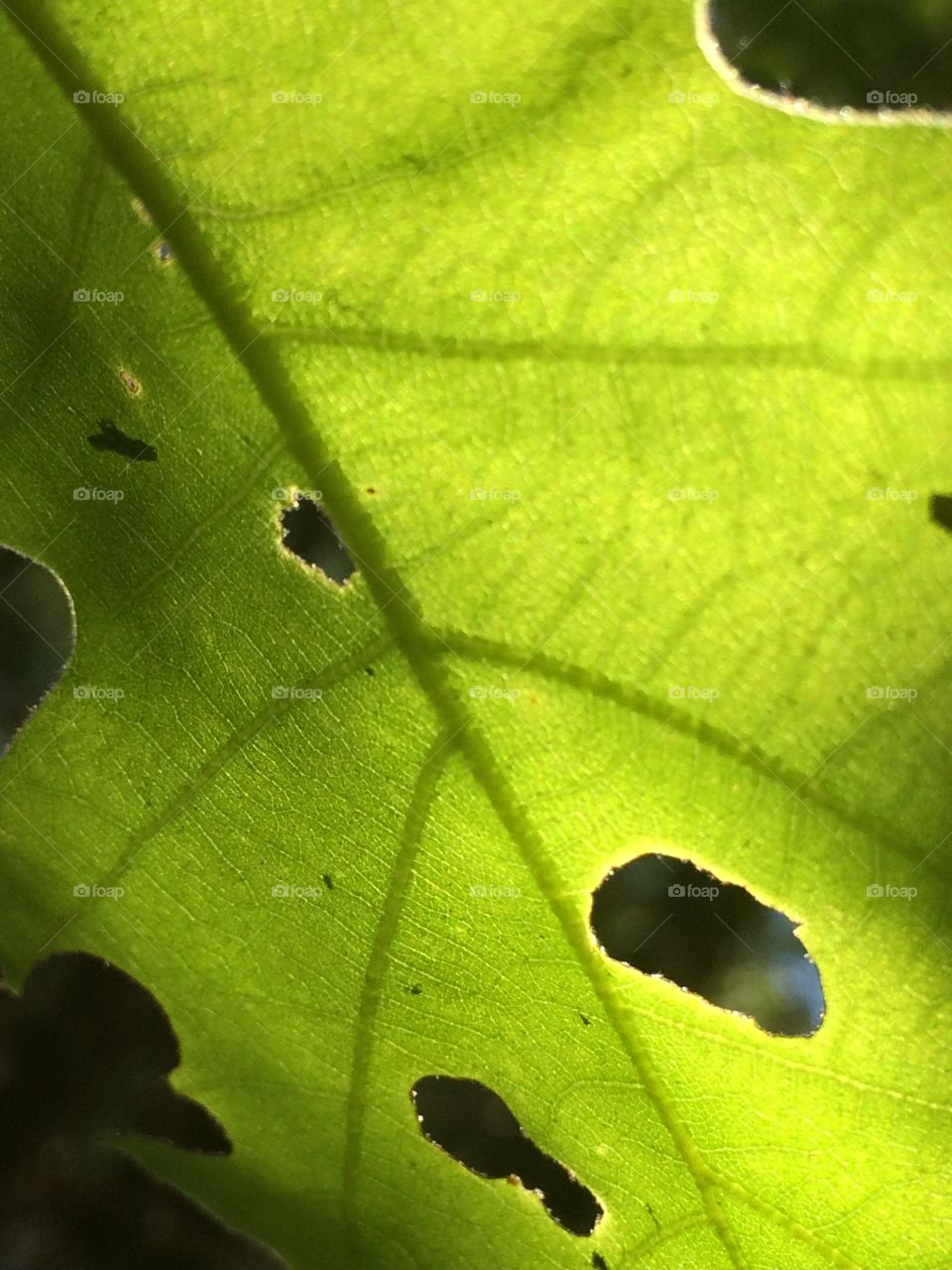 Extreme close-up of damaged leaf