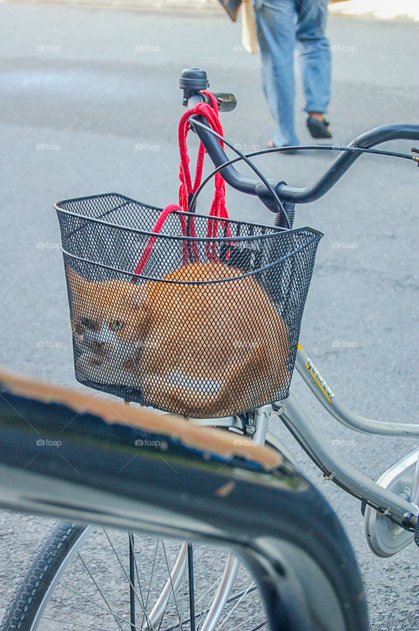 Japanese Cat In Basket