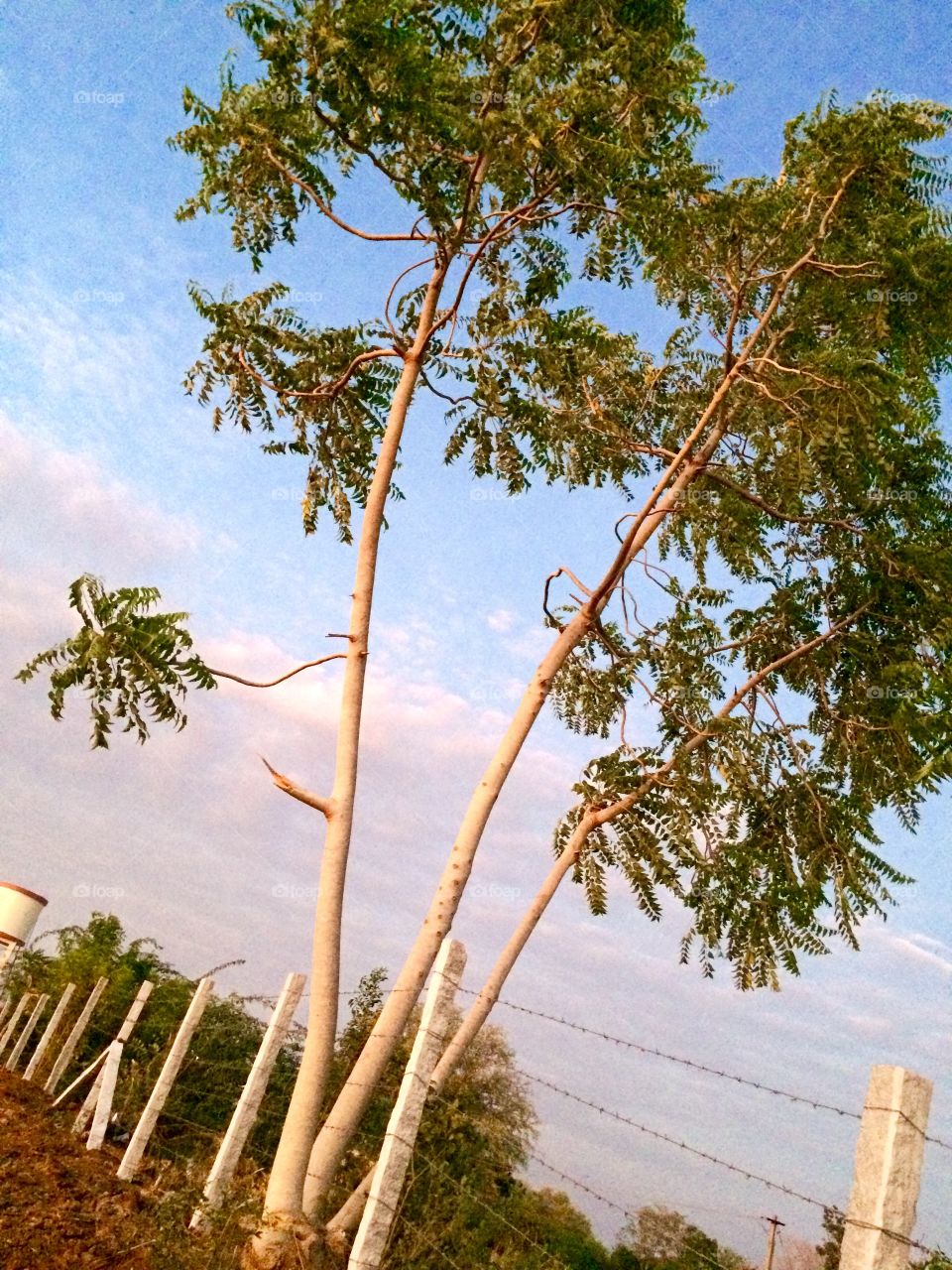 tree and blue sky