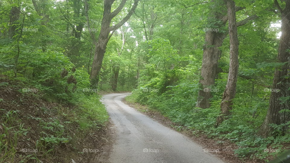 Road, Wood, Landscape, Tree, Nature