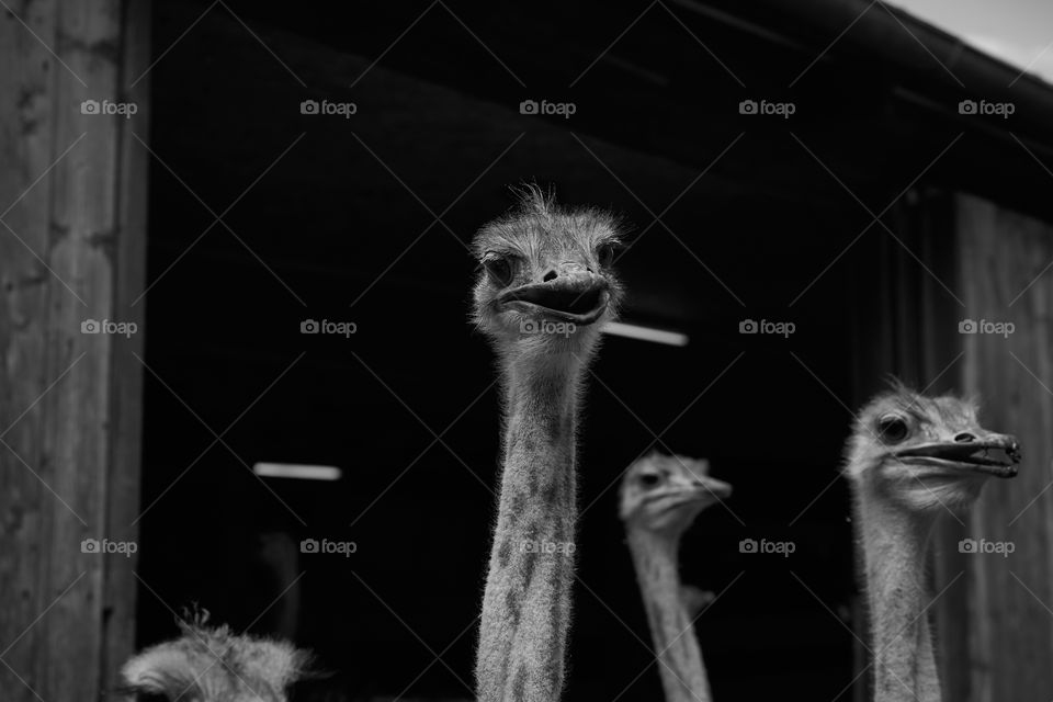 Smile.  Ostrich at a farm in b&w