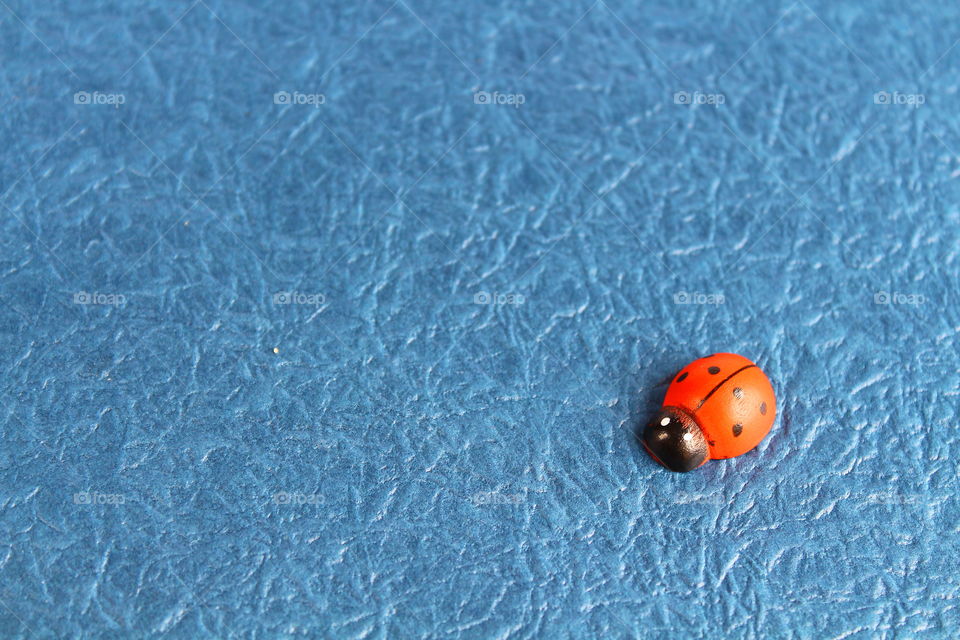 ladybug