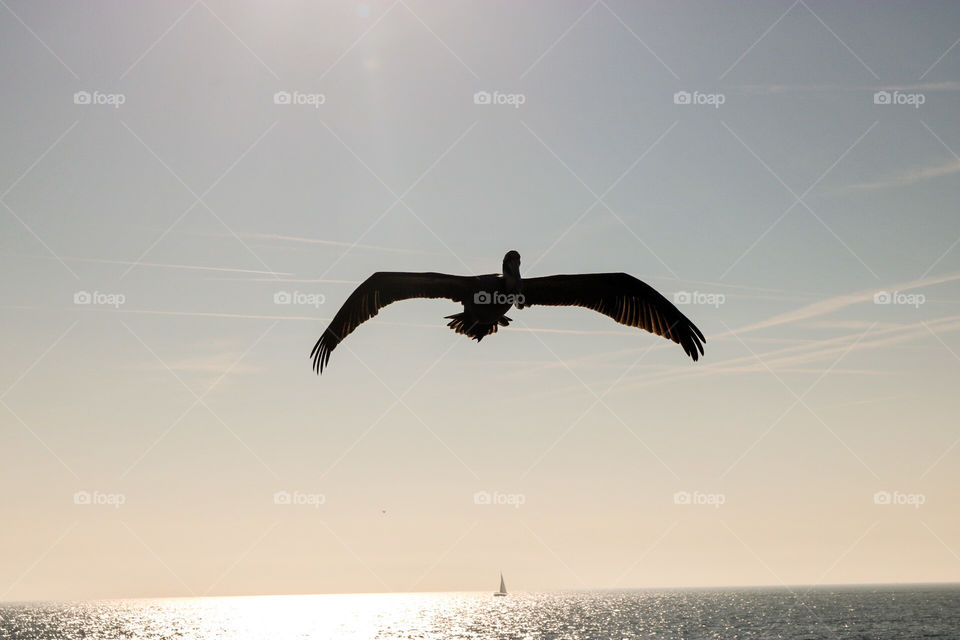 Soaring Pelican