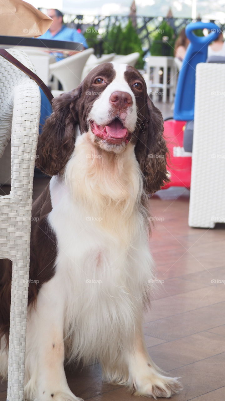 Cute dog posing for the camera. Cute dog at a bistro coffee shop terrace posing for a picture