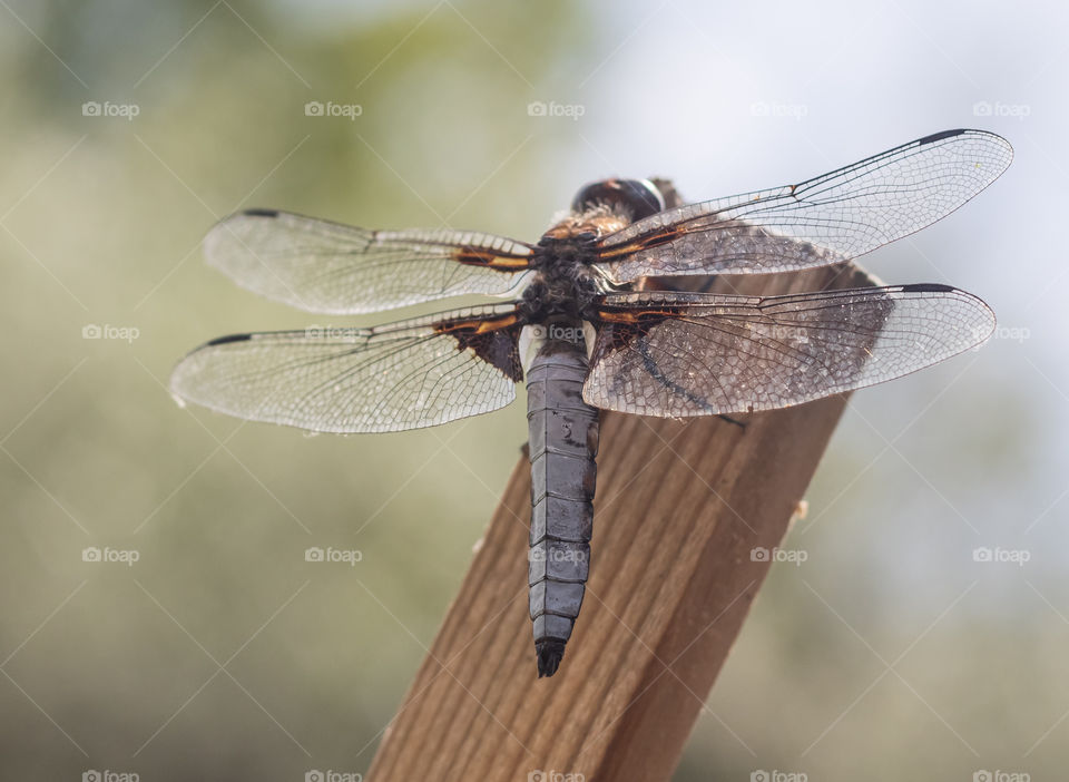 A dragonfly lands on a wooden post