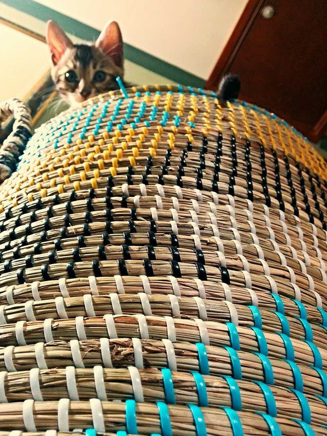 Basket case