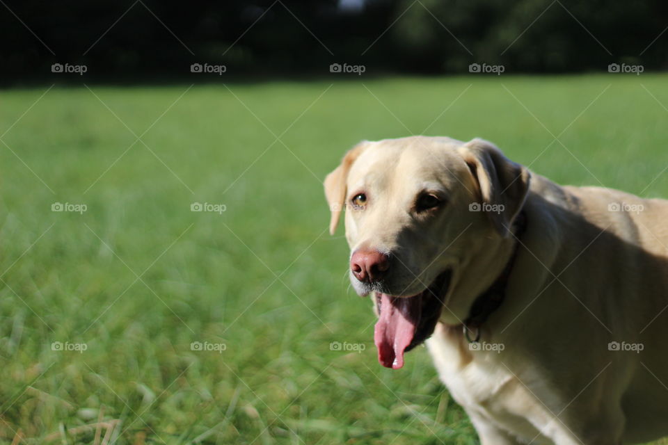 Portrait of a dog sticking out tongue