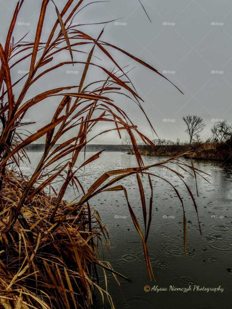 Reeds soaked with rain. Foggy day. "My Getaway".